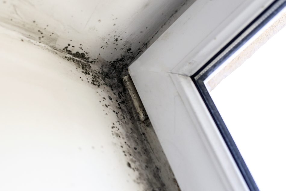 Mold inspection in progress in a Louisville home